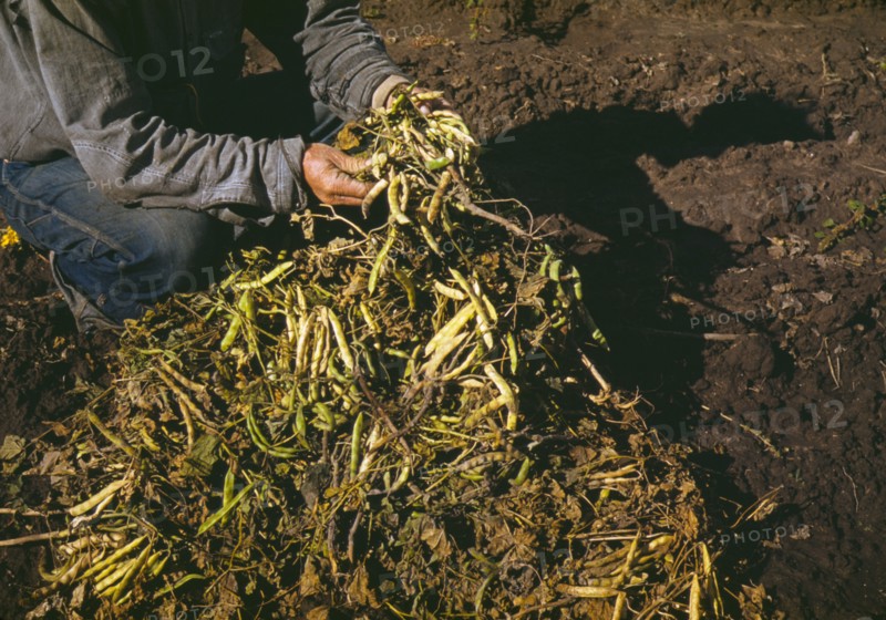 Pinto beans, main crop at Pie Town, New Mexico, 1940. Creator: Russell Lee.