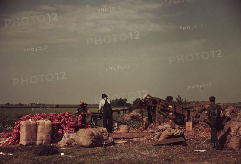 Grading and packing onions, Rice County, Minnesota, 1939. Creator: Arthur Rothstein.