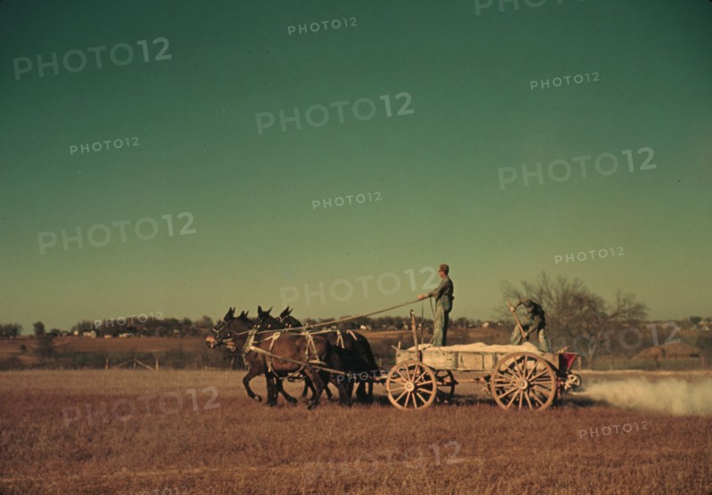 Spreading fertilizer from 4-mule team wagon, Georgia, ca. 1940. Creator: Marion Post Wolcott.