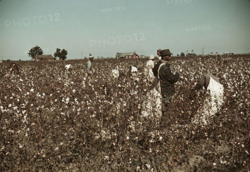 Day laborers picking cotton near Clarksdale, Miss., 1939. Creator: Marion Post Wolcott.