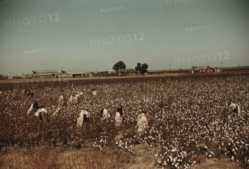 Day laborers picking cotton near Clarksdale, Miss., 1939. Creator: Marion Post Wolcott.