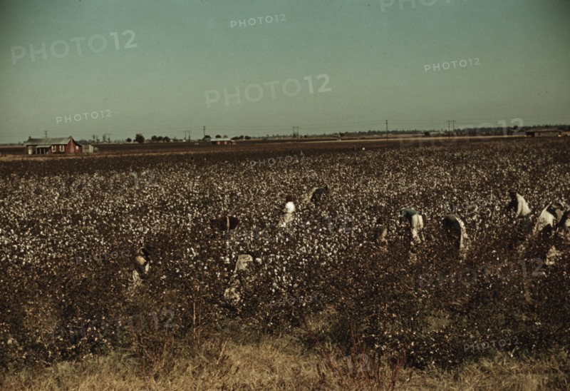 Day laborers picking cotton near Clarksdale, Miss., 1939. Creator: Marion Post Wolcott.