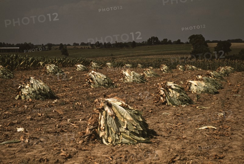 Burley tobacco is placed on sticks to wilt after cutting...on the Russell Spears' farm..., Ky., 1940 Creator: Marion Post Wolcott.