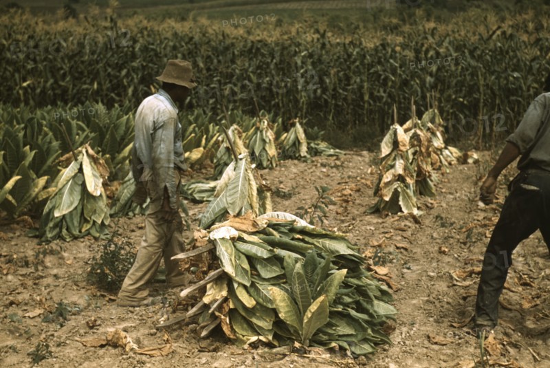 Cutting Burley tobacco and putting it on sticks to wilt...on the Russell Spears' farm, Ky., 1940. Creator: Marion Post Wolcott.
