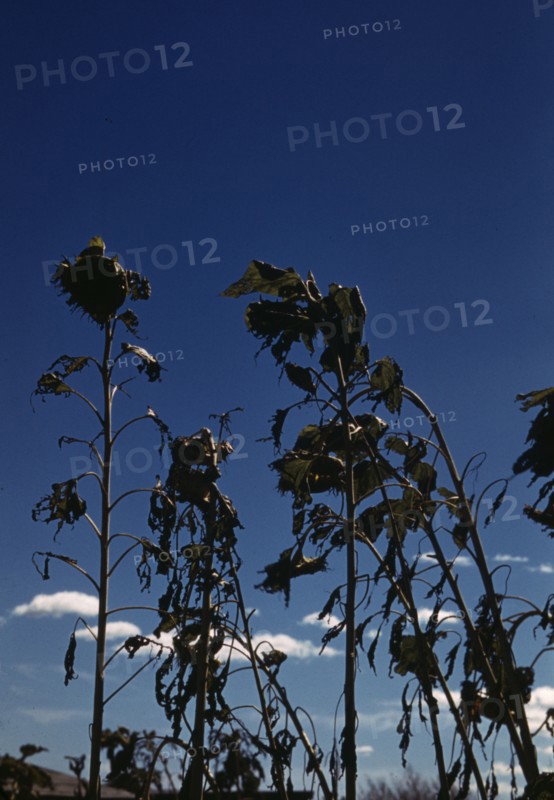 Sunflower plants, between 1941 and 1942. Creator: Unknown.