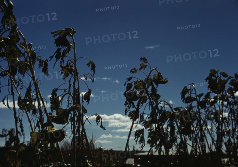 Sunflower plants, between 1941 and 1942. Creator: Unknown.