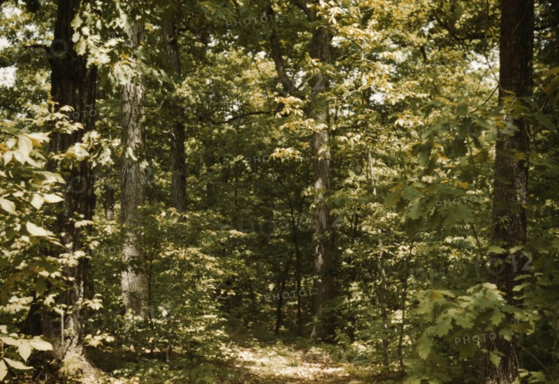 Trees in a reforestation project, Md.?, between 1941 and 1942. Creator: Unknown.