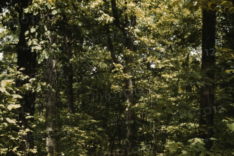 Trees in a reforestation project, Md.?, between 1941 and 1942. Creator: Unknown.