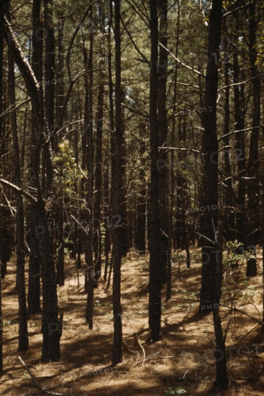 Timber, reforestation project, Md. (?), between 1941 and 1942. Creator: Unknown.