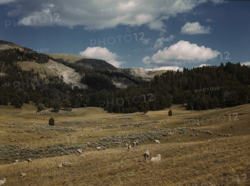 Bands of sheep on the Gravelly Range at the foot of Black Butte, Madison County, Montana, 1942. Creator: Russell Lee.