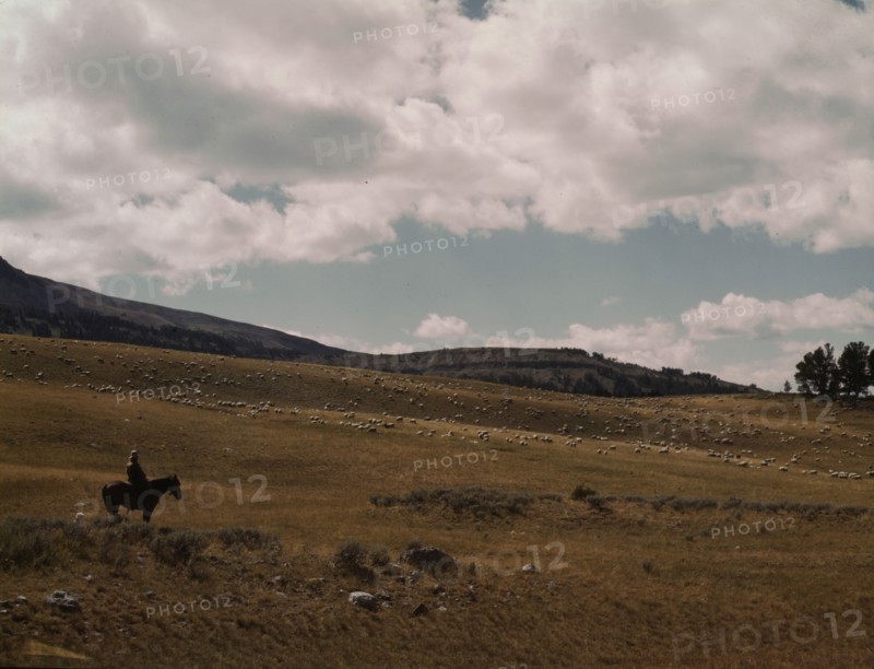 Herder with his flock of sheep on the Gravelly Range, Madison County, Montana, 1942. Creator: Russell Lee.