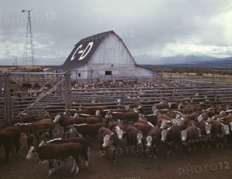 Cattle in corrals on ranch, Beaverhead County, Mont., 1942. Creator: Russell Lee.