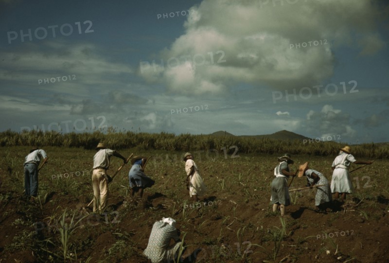Cultivating sugar cane on the Virgin Islands Company land, vicinity of Bethlehem, St. Croix, 1941. Creator: Jack Delano.
