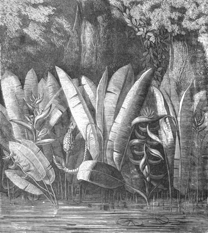 'A Lagoon in the Tierra Caliente; A zigzag journey through Mexico', 1875. Creator: Thomas Mayne Reid.