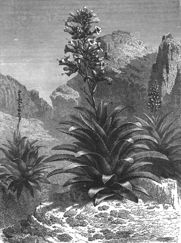 'Agaves in Bloom; A zigzag journey through Mexico', 1875.  Creator: Thomas Mayne Reid.