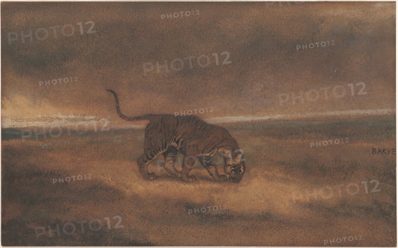 Tiger.