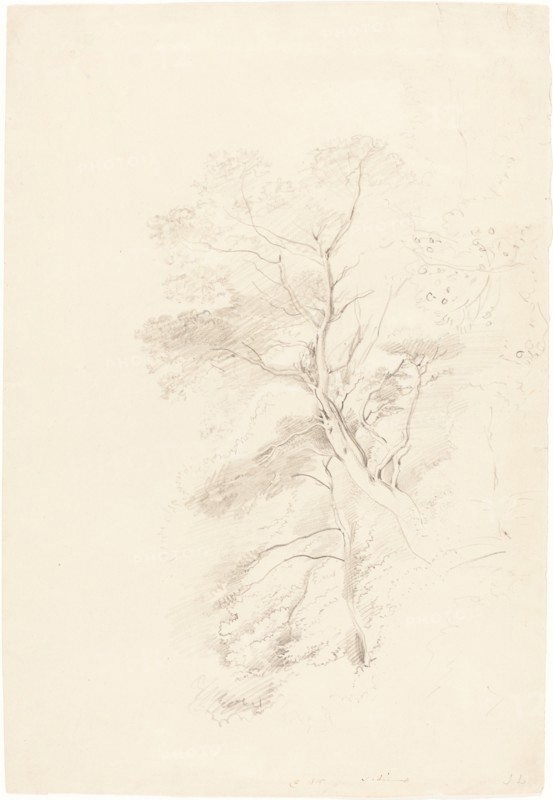 A Beech Wood, 1815. Creator: John Linnell the Elder.
