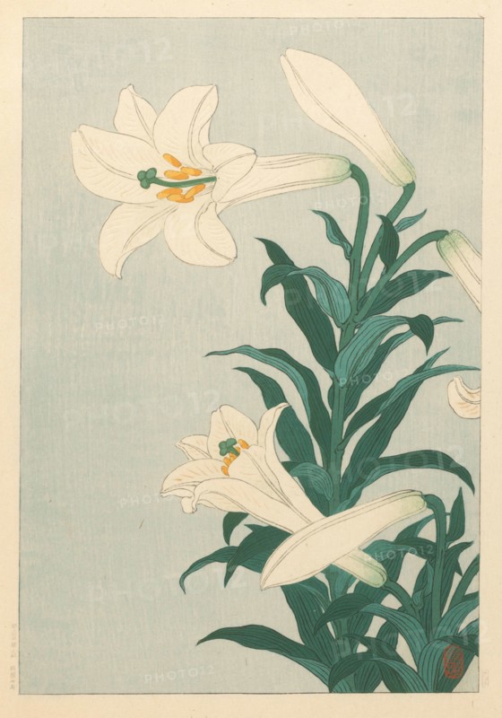 Lilies. Private Collection.
