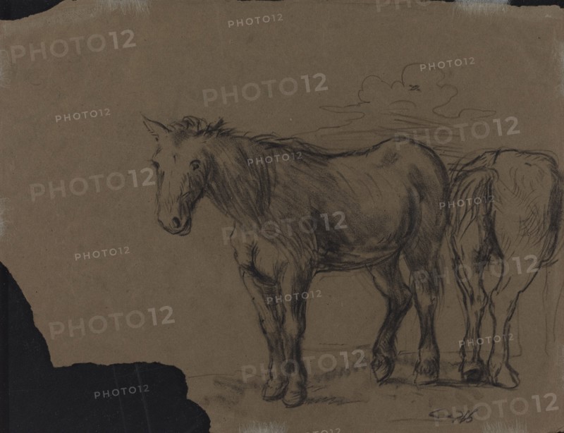 Horses.