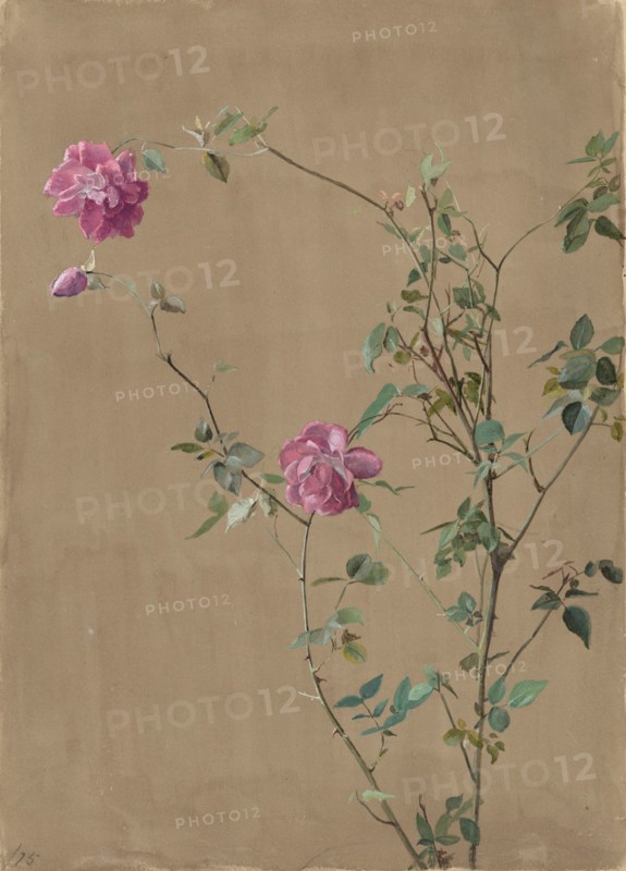 Pink Roses, 1875.