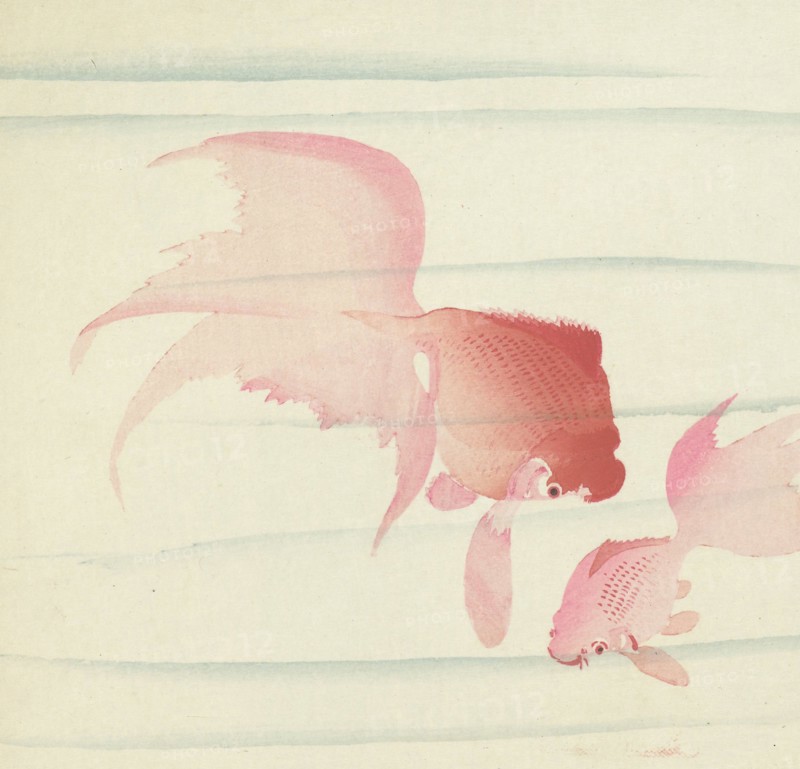 Two Veiltails. Private Collection.