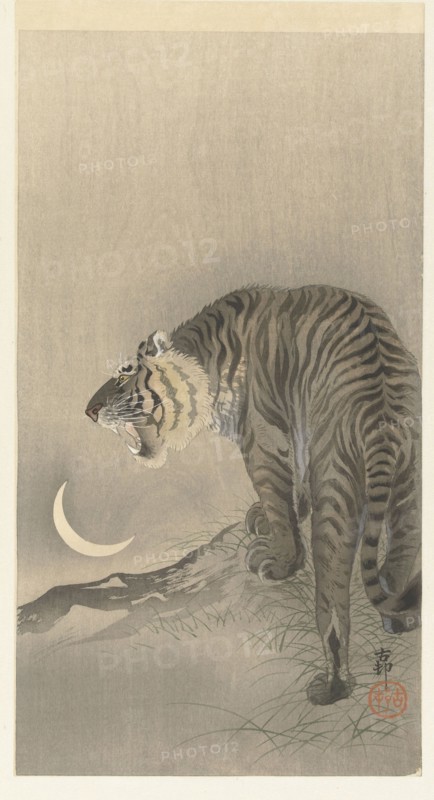 Roaring tiger. Private Collection.