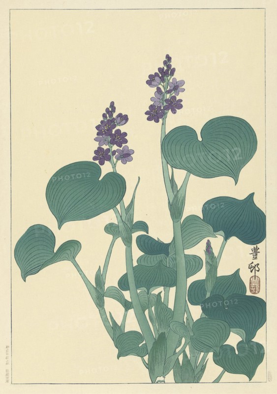 Flowering hosta. Private Collection.