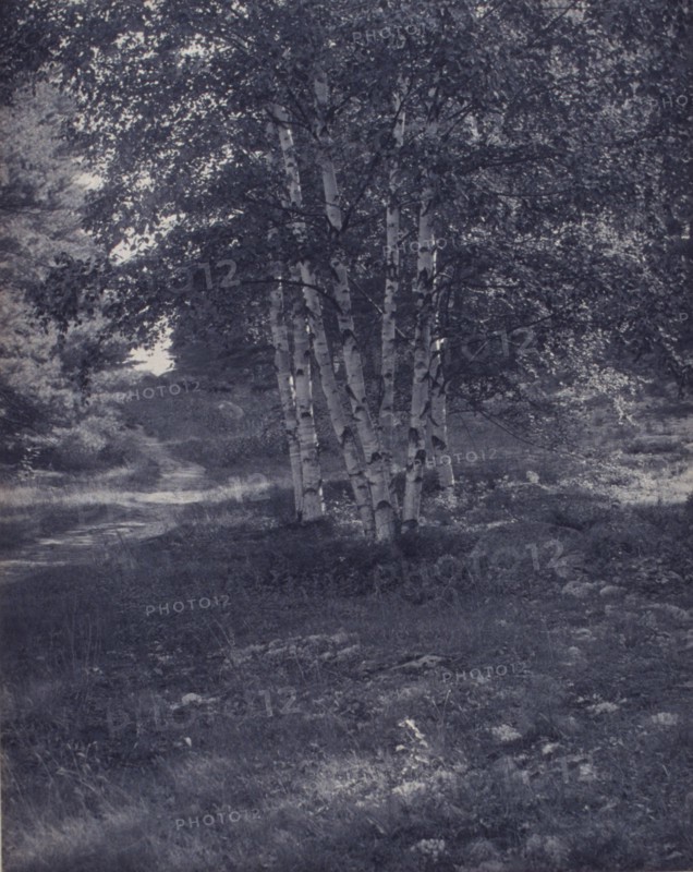 Birch trees along a path, c1900.