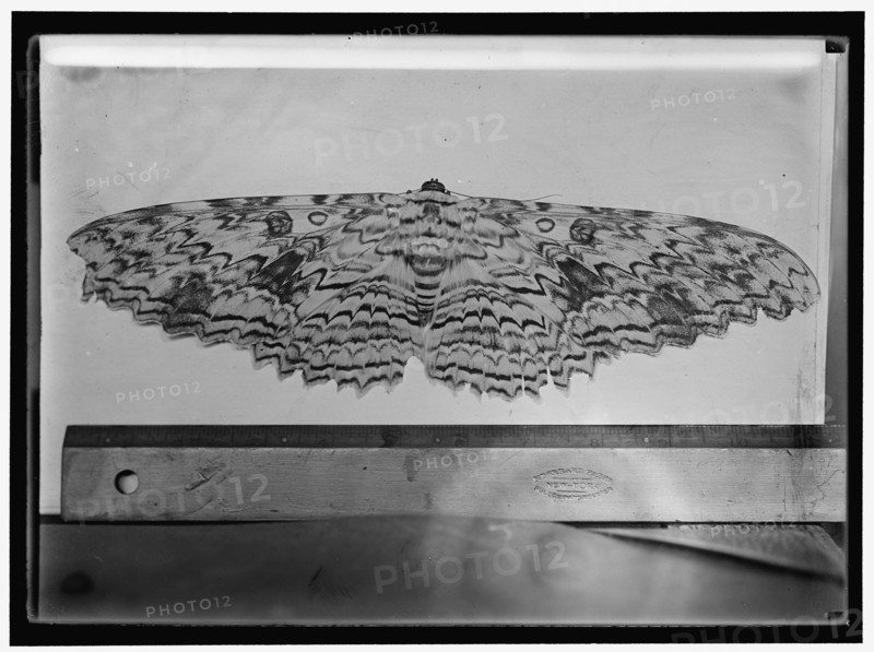 Moth, between 1911 and 1920. With ruler for scale.