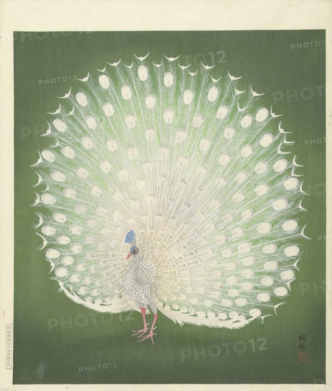 Peacock, 1925-1936. Private Collection.