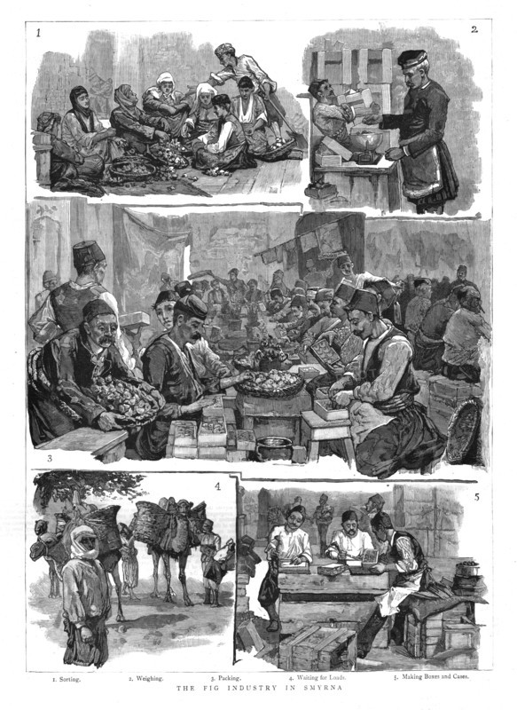 'The Fig industry in Smyrna', 1886.  Creator: Unknown.