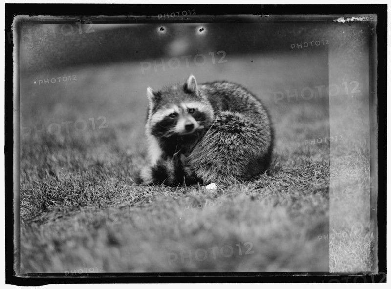 Raccoon, between 1913 and 1917. USA.