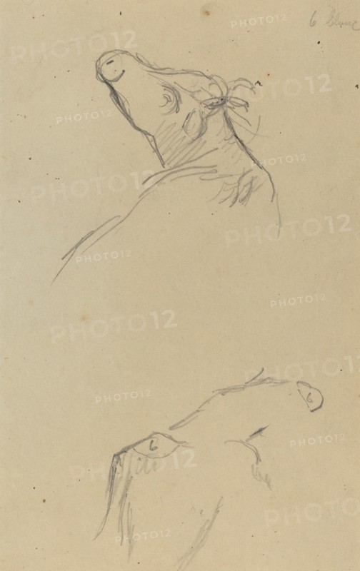 Two Cow's Heads [verso], 1884-1888.