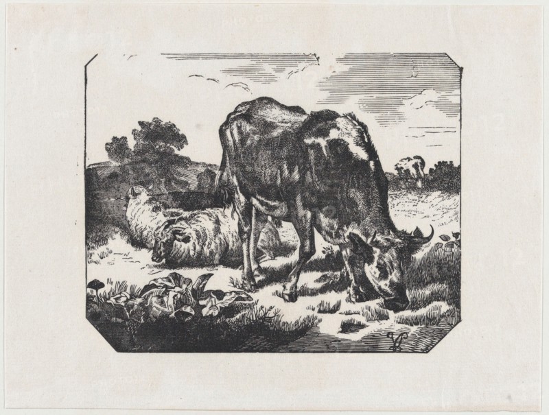 Bull and sheep in a pasture, ca. 1800-1899.