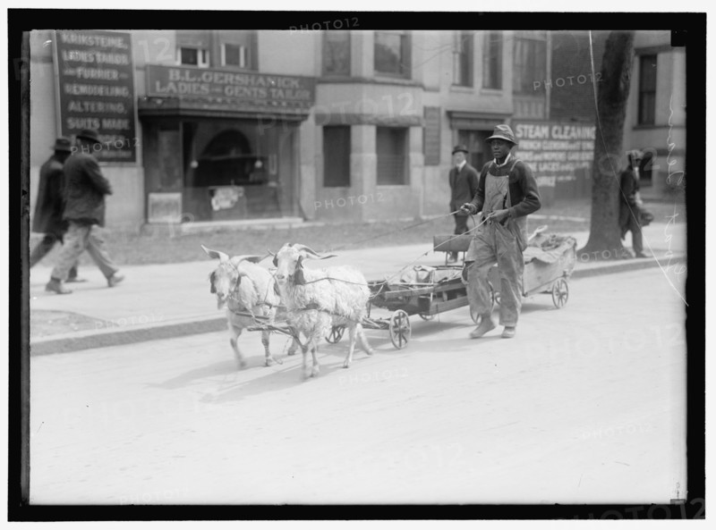 Goat team, between 1910 and 1917. Creator: Harris & Ewing.