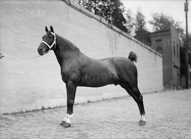 Horse Shows. Mclean Horses, 1912.