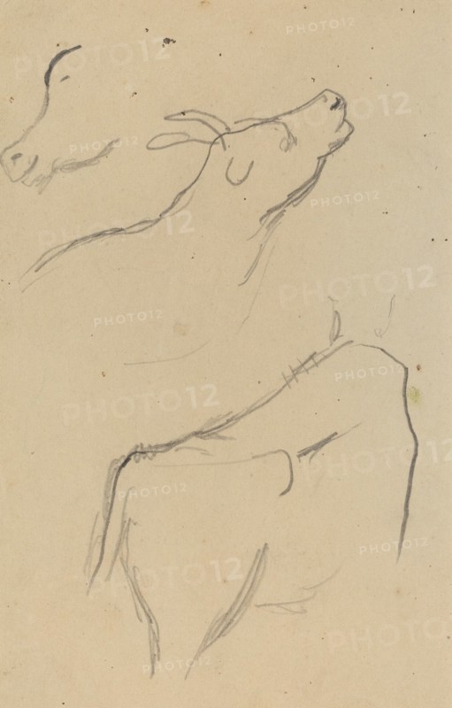 Studies of a Cow [verso], 1884-1888.