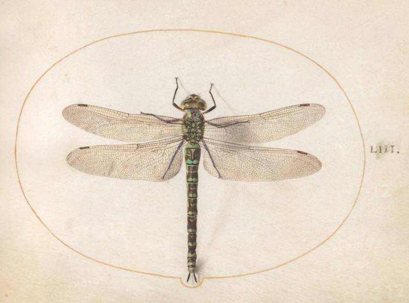 Plate 53: Dragonfly, c. 1575/1580.