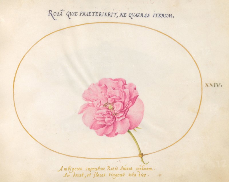 Plate 24: Pink Rose, c. 1575/1580.