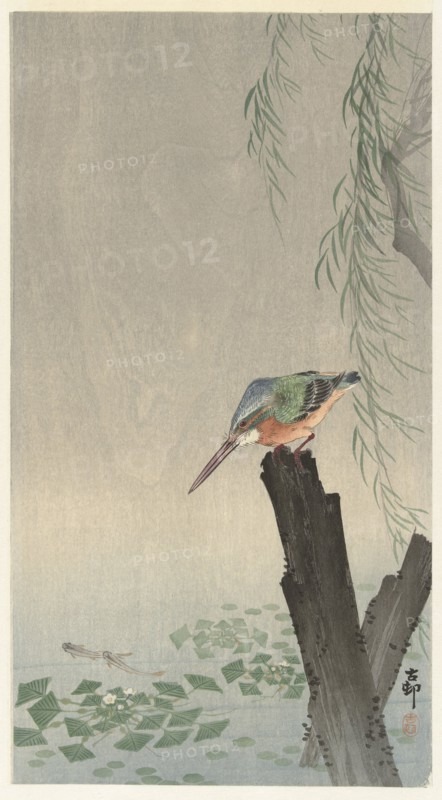 Kingfisher on tree stump. Private Collection.