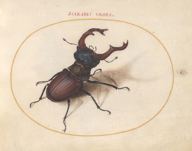 Plate 5: Stag Beetle, c. 1575/1580.