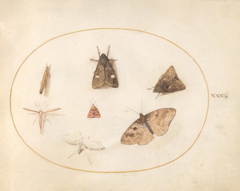 Plate 30: Seven Moths, c. 1575/1580.