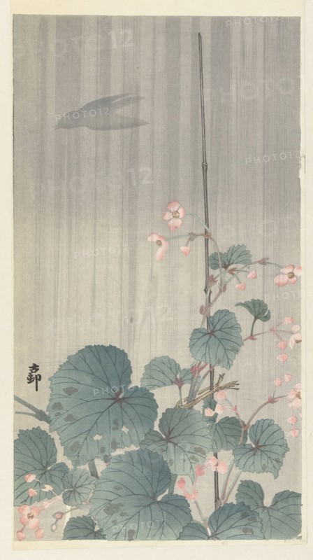 Begonia in the rain, 1930s. Private Collection.