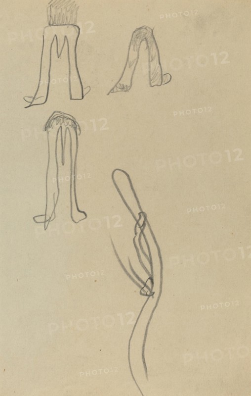 Four Fantastic Forms [recto], 1884-1888.