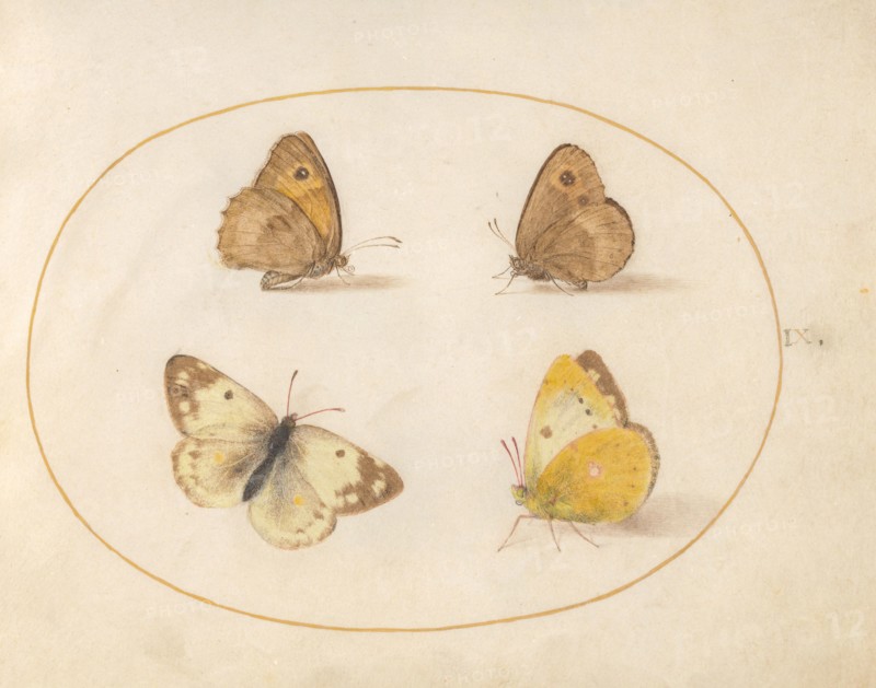Plate 9: Four Butterflies, c. 1575/1580.