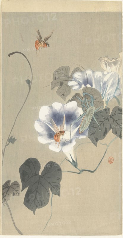 Insects in bindweed, 1920-1930. Private Collection.