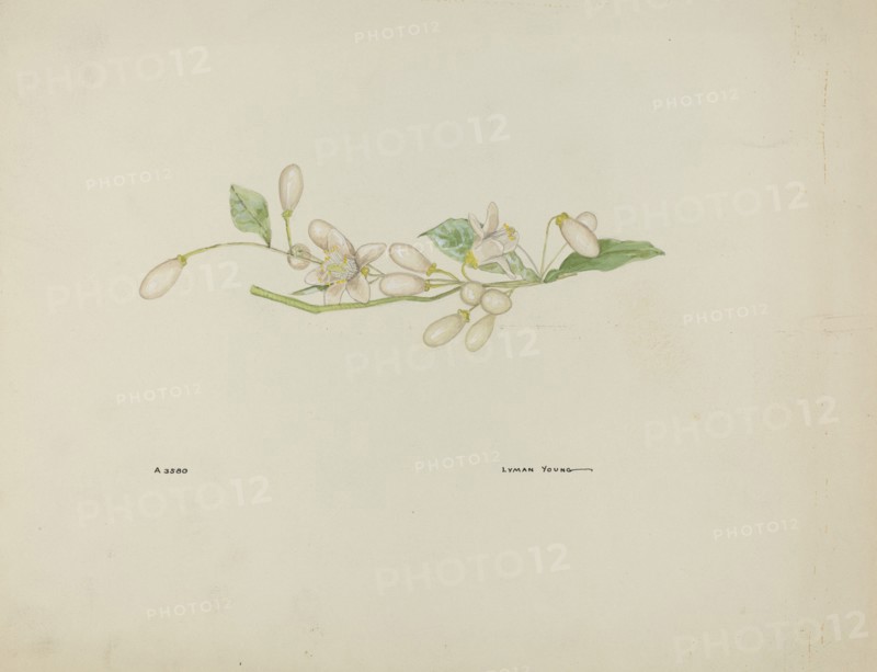 Costume Accessory (Orange Blossoms), c. 1937.