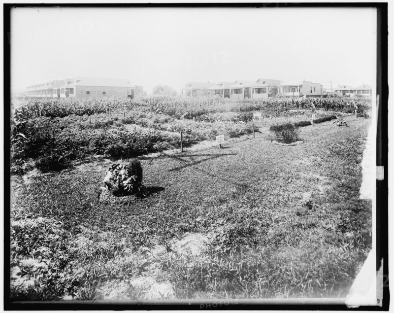 War Garden Commission, between 1910 and 1920.