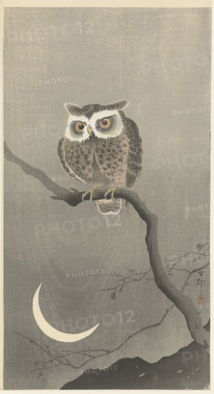 Long-eared owl on bare tree branch. Private Collection.