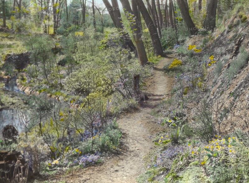 Unidentified garden or park, c1920.